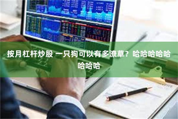 按月杠杆炒股 一只狗可以有多潦草？哈哈哈哈哈哈哈哈